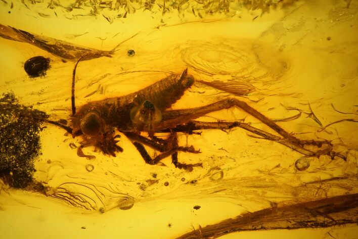 mm Bush Cricket (Tettigoniidae) In Baltic Amber - Rare! #123400
